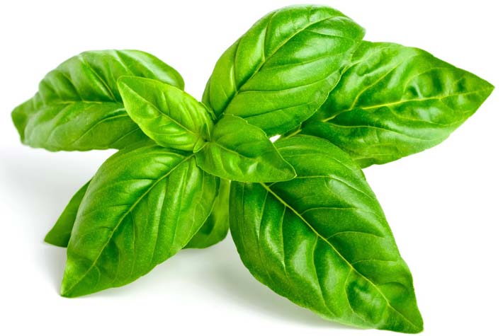 BASILICO VASSOIO 30 GR   S