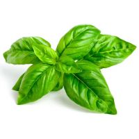 BASILICO VASSOIO 30 GR   S