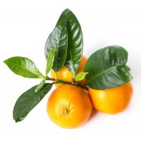 MANDARINI   58   S