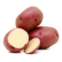PATATE ROSSE   21   M