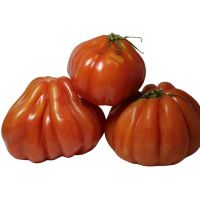 POMODORO CUORE DI BUE   43   L